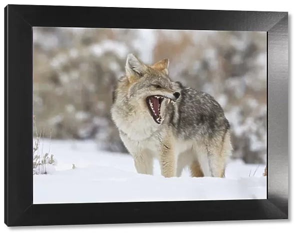 Coyote, snarling