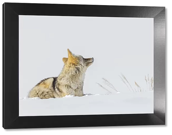 Coyote, winter rest