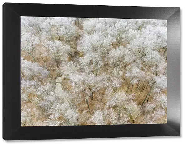 Aerial of trees in fog and frost, Marion County, Illinois