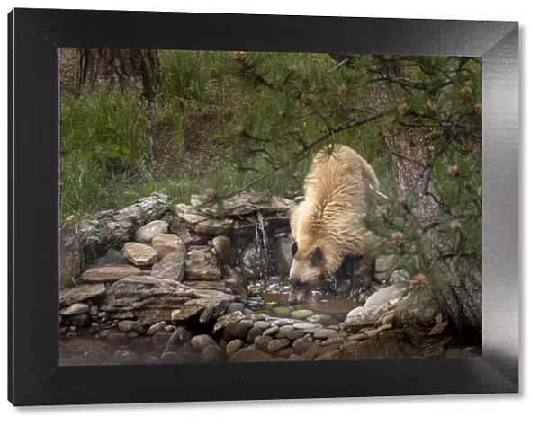 USA, Colorado, Woodland Park. Cinnamon-colored black bear drinking from backyard pond