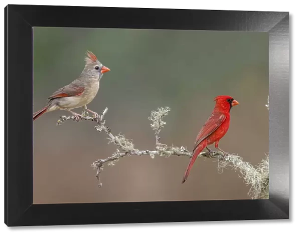 Male and female Northern Cardinals. Rio Grande Valley, Texas