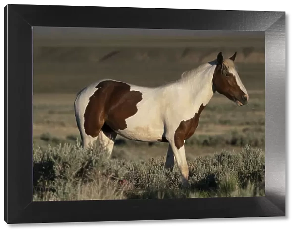 USA, Wyoming. Wild stallion stands in desert sage brush
