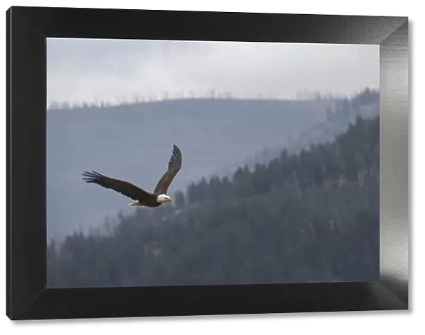 Bald eagle, flying, Yellowstone National Park, Wyoming