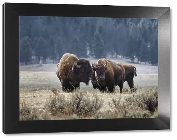 American Bison. Yellowstone National Park, Wyoming