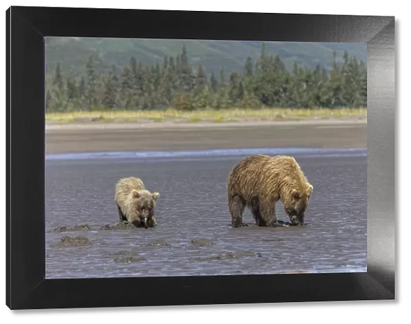 Adult female grizzly bear and cub clamming, Lake Clark National Park and Preserve, Alaska