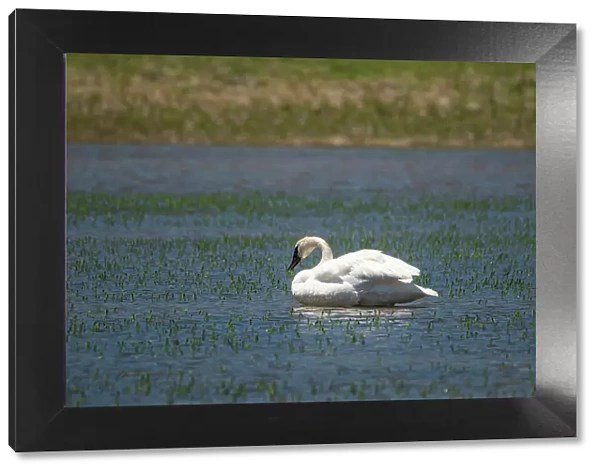 Trumpeter swan, Lamar River, Lamar Valley, Yellowstone National Park, Wyoming, USA