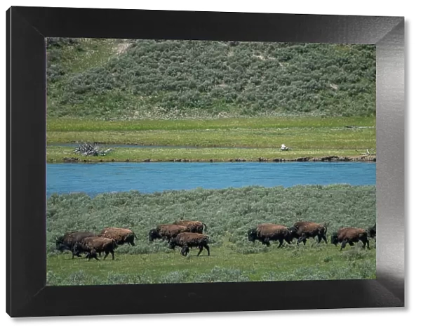 American bison at Lamar River, Lamar Valley, Yellowstone National Park, Wyoming, USA
