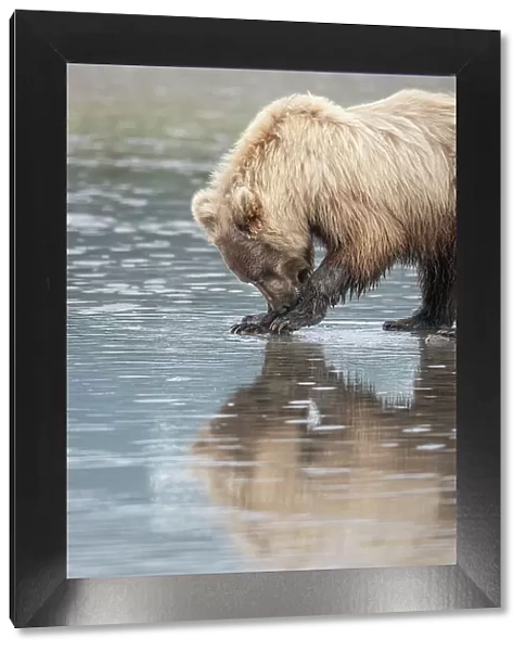Clamming brown bear reflected at low tide along Cook Inlet