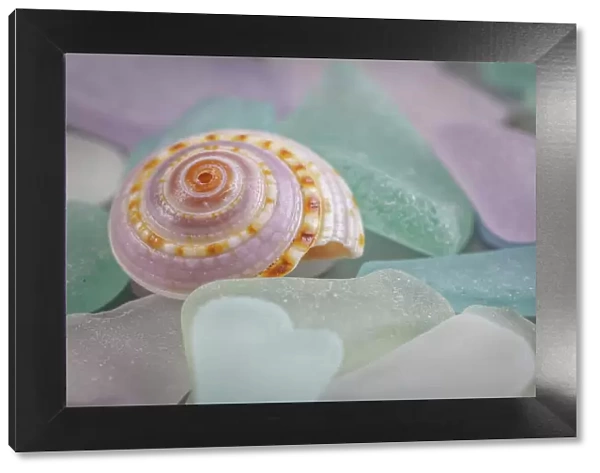 USA, Washington State, Seabeck. Seashell and beach glass