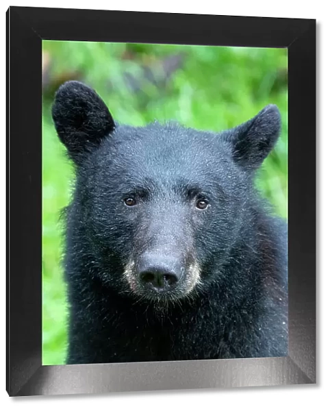 Alaska, Tongass National Forest, Anan Creek. American black bear Face detail
