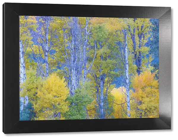 USA, Washington State. Aspens in fall color near Winthrop