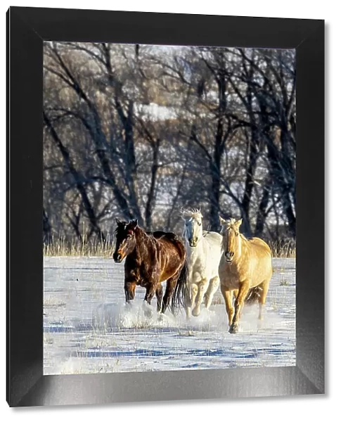 USA, Wyoming. Hideout Ranch, horses running. (PR)
