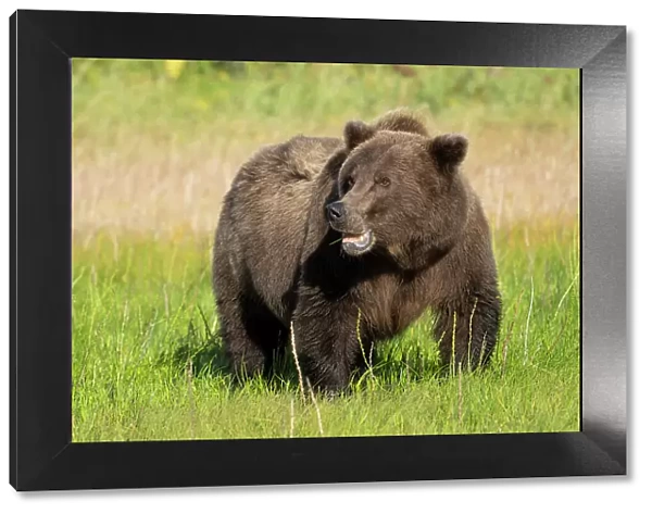 USA, Alaska, Lake Clark National Park. Grizzly bear sow eating grass in meadow