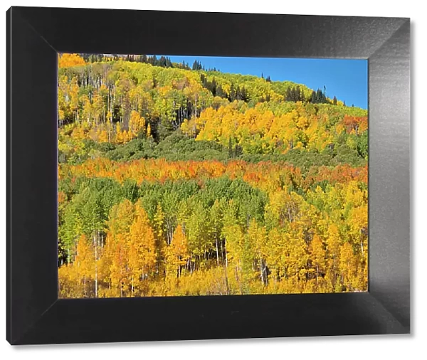 USA, Colorado, Kebler Pass. Bright color of autumn Aspens on Kebler Pass