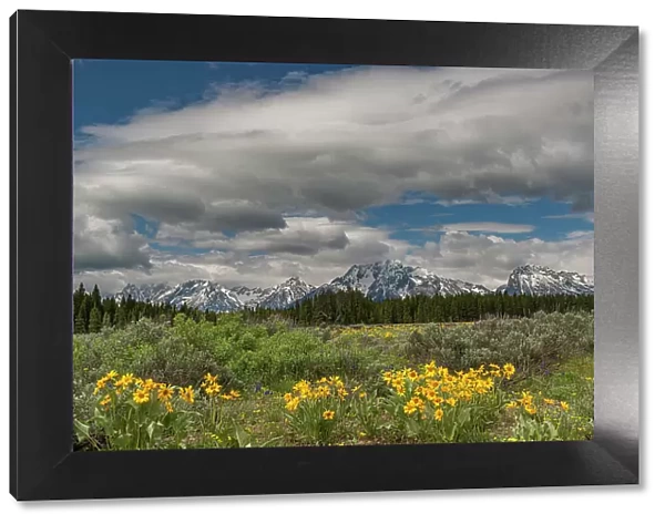 USA, Wyoming. Landscape of Arrowleaf Balsamroot wildflowers and Teton Mountains, Grand Teton National Park