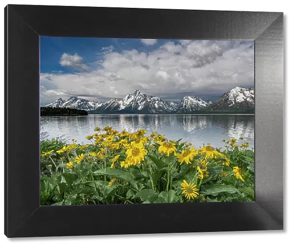 USA, Wyoming. Mount Moran, Jackson Lake and Arrowleaf Balsamroot wildflowers, Grand Teton National Park