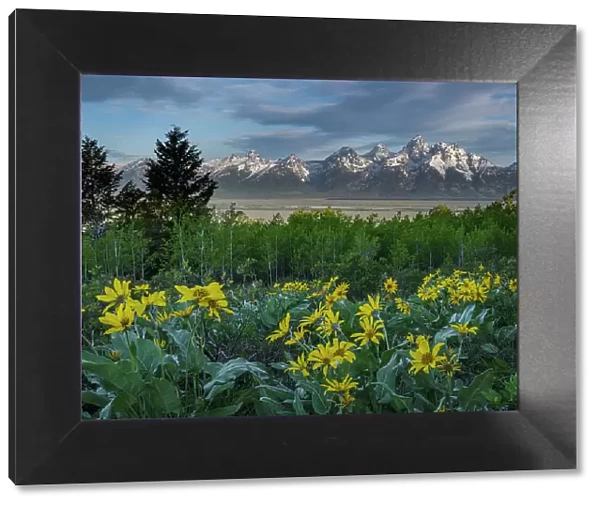 USA, Wyoming. Landscape of Grand Teton, Arrowleaf Balsamroot wildflowers and aspen trees, Grand Teton National Park