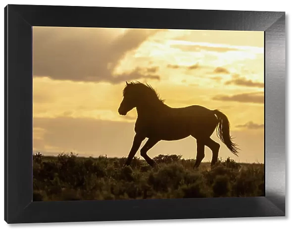 USA, Wyoming, McCullough Peaks Herd Management Area. Wild horse silhouetted at sunset