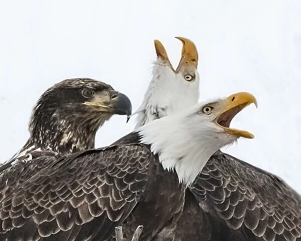Two adult eagles squawking