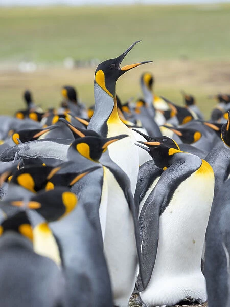 Adult King Penguin running through rookery while being pecked at by neighbors, Falkland Islands
