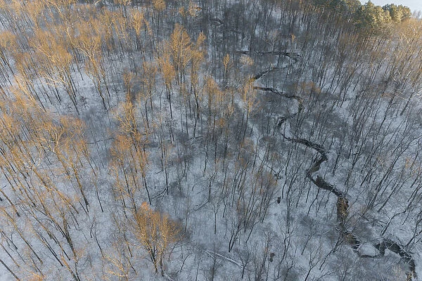 Aerial of snowy trees, Marion County, Illinois