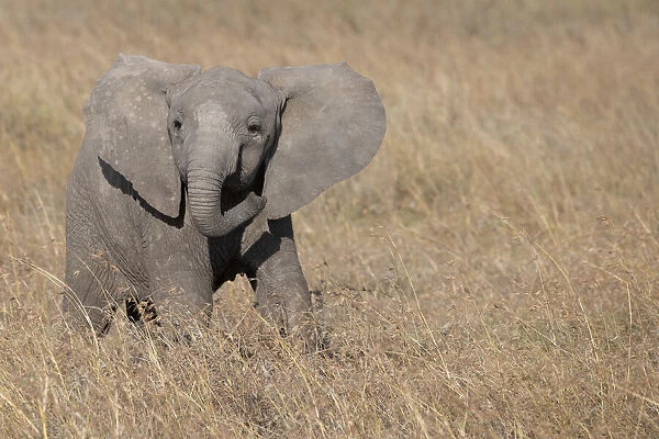 Africa, Kenya, Ol Pejeta Conservancy. Baby African elephant