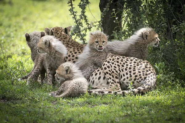 Africa, Tanzania. These cute cheetah cubs snuggle close to their mother in the Ndutu area of the Serengeti