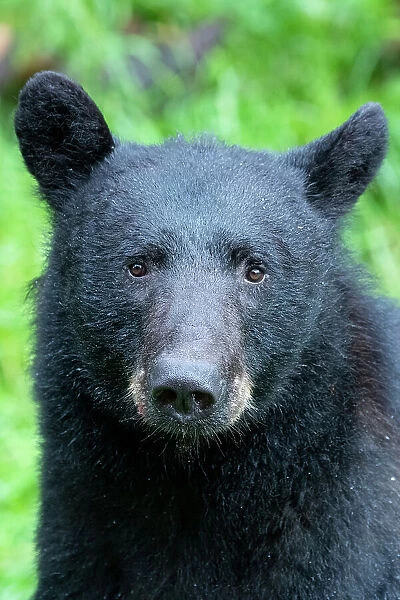 Alaska, Tongass National Forest, Anan Creek. American black bear Face detail