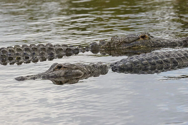 American alligators, Myakka River State Park, Florida