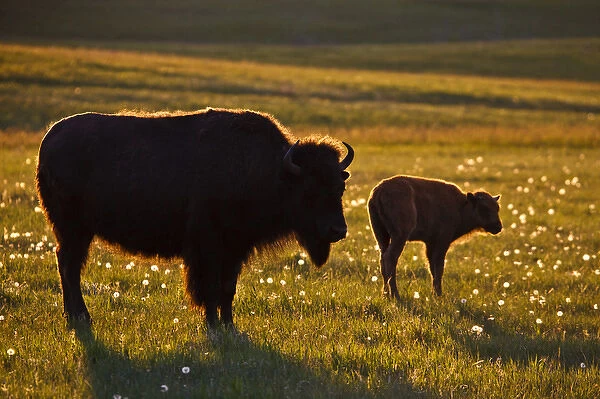 American Bison (Bison bison) female and young on North Dakota prairie at sunset