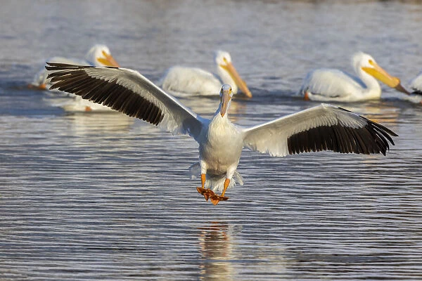 American white pelican landing, Clinton County, Illinois
