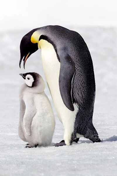 Antarctica, Snow Hill. A chick standing next to its parent vocalizing and interacting