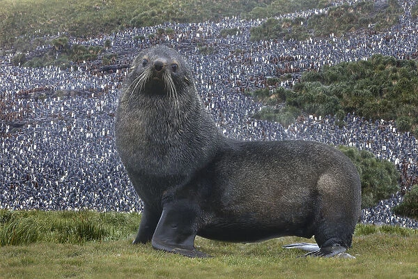 Antarctica, St. George Island. Fur seal close-up and thousands of king penguins in