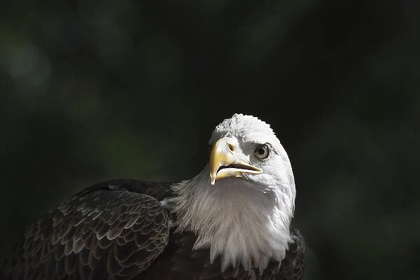 Bald eagle close up in light with intense gase