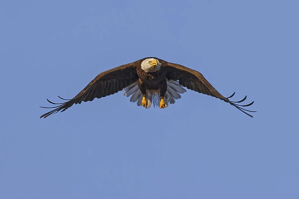Bald Eagle in flight, Florida