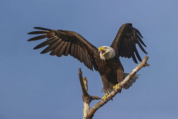 Bald eagle flying, Florida