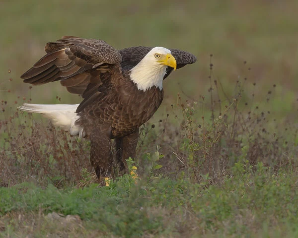 Bald eagle landing on ground to look for materials for his nest, Haliaeetus leucocephalus, Ft
