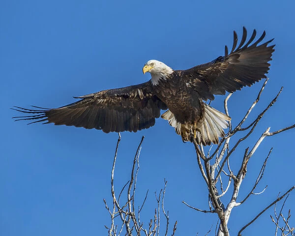 Bald Eagle launching from tree