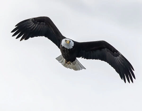 Bald eagle soring high looking for prey
