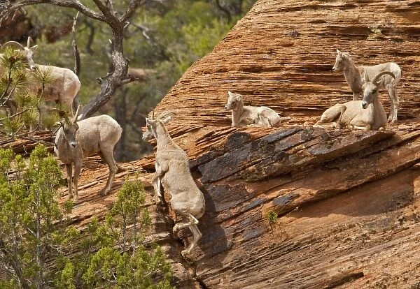 A band of desert bighorn sheep on cliffs during spring snow squall in Zion National