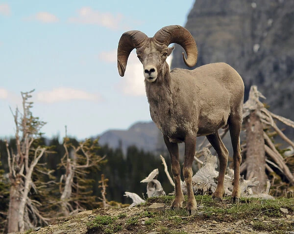 Big Horn Sheep, Glacier National Park, Montana, USA