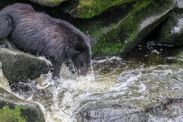 Black Bear, Salmon run, Anan Creek, Wrangell, Alaska, USA