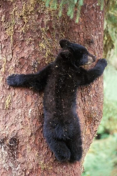 black bear, Ursus americanus, cub in tree, Anan Creek, Tongass National Forest, southeast