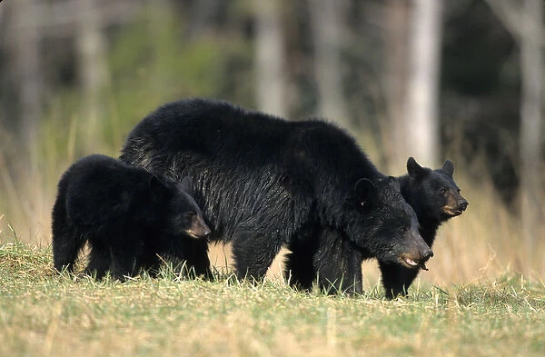 Black Bear (Ursus americanus) female with cubs (2), Great Smoky Mountains NP, TN