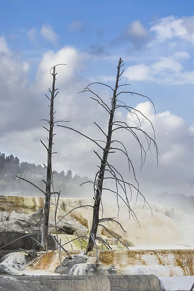 Black tree trunks and colorful terrace, Mammoth Hot Springs, Yellowstone National Park, Wyoming