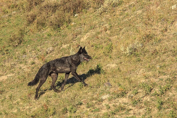 Black wolf from Mollies pack in Lamar Valley. Yellowstone National Park. Wyoming