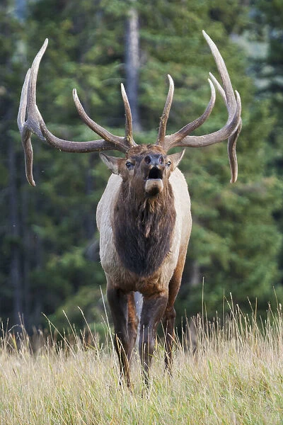 Bugling bull elk