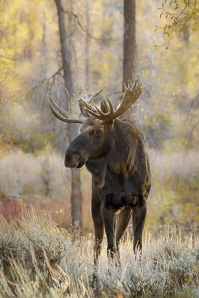 Bull moose in autumn, Grand Teton National Park, Wyoming