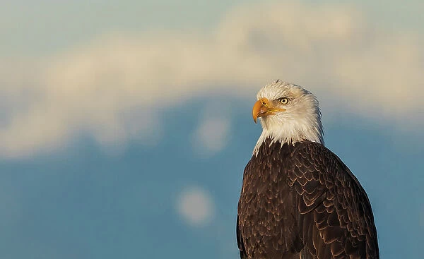 Canada, British Columbia, Boundary Bay, bald eagle, winter portrait