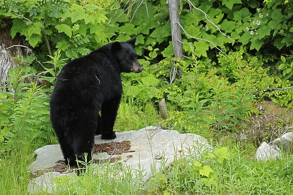 Canada, British Columbia, Pemberton. American black bear at edge of forest. Credit as